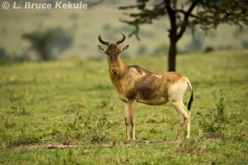 Red hartebeest in the Masai Mara