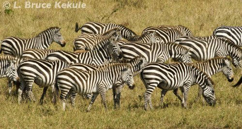 Zebras in the Masai Mara
