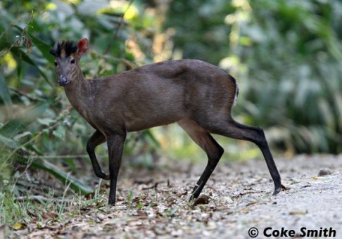 Fea's muntjac female in Kaeng Krachan