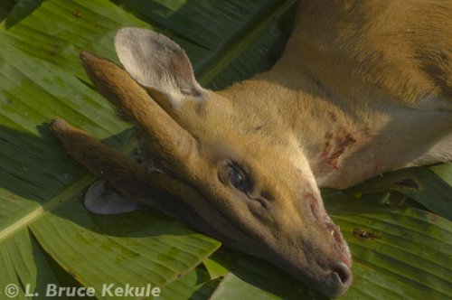 Male mauntjac dead in Sai Yok