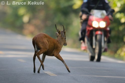 Muntjac jumping a motorcycle in Khao Yai