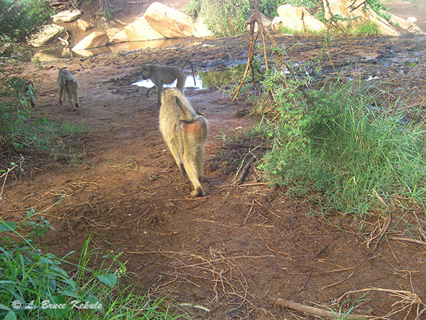 Baboons camera trapped in Kenya 2012