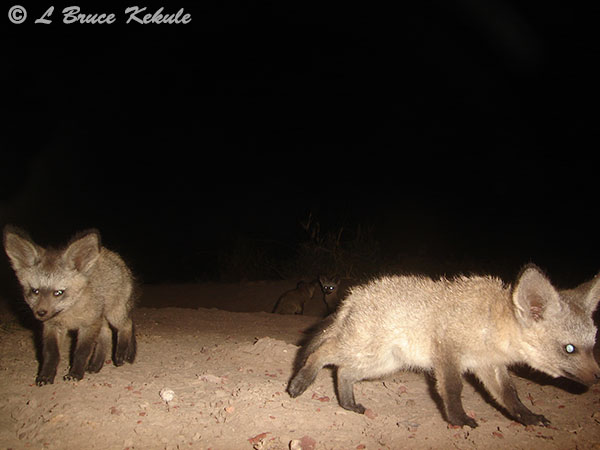 Bat-eared fox in Amboseli