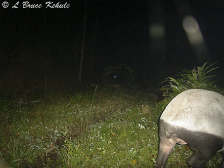 Asian tapir female passing through in Huai Kha Khaeng