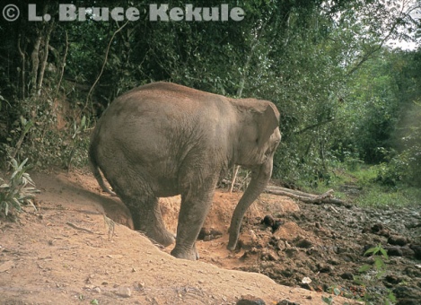 Elephant in a mineral lick in Kaeng Krachan