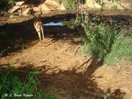 Impala camera trapped in Kenya 2012
