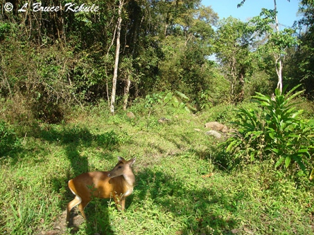 Muntjac and habitat in Huai Kha Khaeng