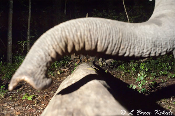 Elephant's trunk in Huai Kha Khaeng