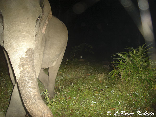 Elephant 2 in Huai Kha Khaeng