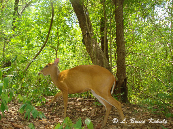 Female muntjac (barking deer) with a W55