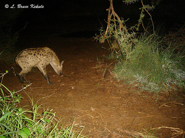 Hyena in Kenya 2012