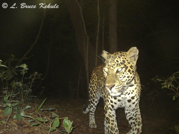 Male leopard on trail caught by W55/SSII