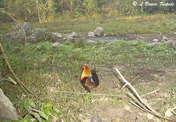 Red Jungle fowl in Huai Kha Khaeng