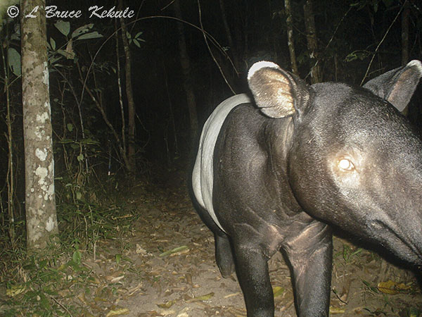 Tapir in Huai Kha Khaeng