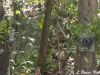 Canon 350D camera trap