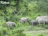 Elephant herd in Kuiburi NP