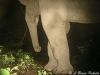 Elephant's female showing tushes in HKK