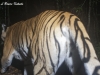 Indochinese tiger caught by a DSLR Canon 350D camera trap