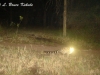 Large-spotted genet camera trapped in Kenya