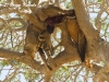 Leopard's prey in a tree in Tsavo East National Park