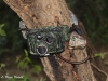 Sony S600 camera trap in  Tsavo (West) National ParK