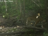 Tigers in Huai Kha Khaeng Wildlife Sanctuary