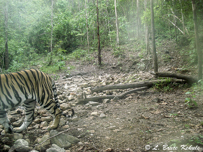 Tiger in Huai Kha Khaeng Wildlife Sanctuary