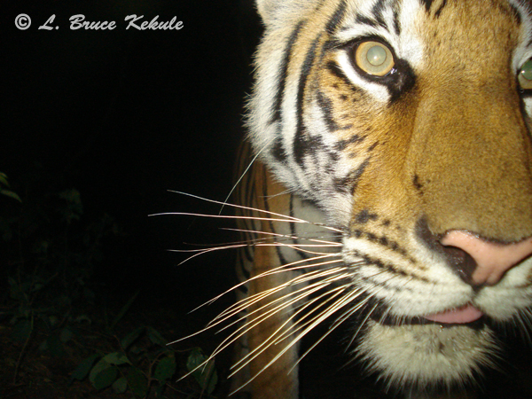 Young tiger caught by Sony W55