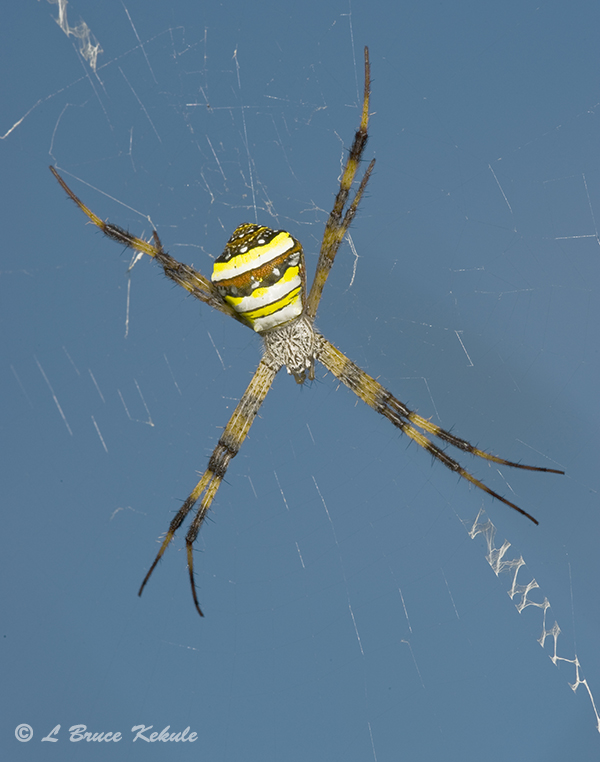 St. Andrews cross spider in Chiang Mai