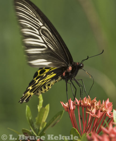 Birdwing butterfly in Lampang