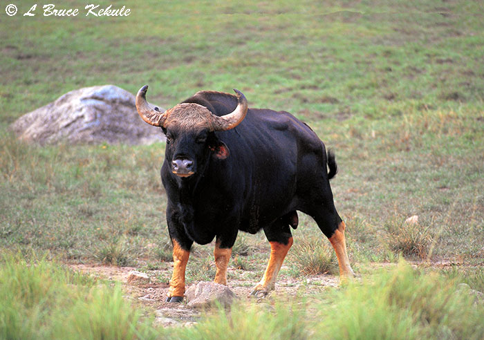 Gaur bull in Huai Kha Khaeng Wildlife Sanctuary