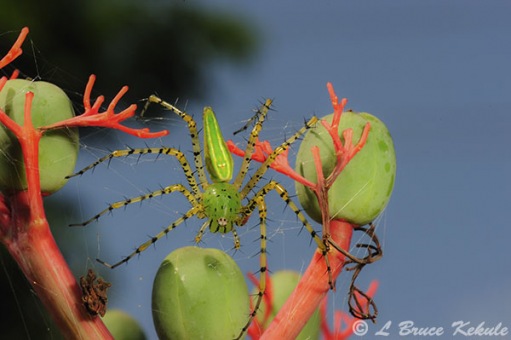 green linx spider in Lampoon province