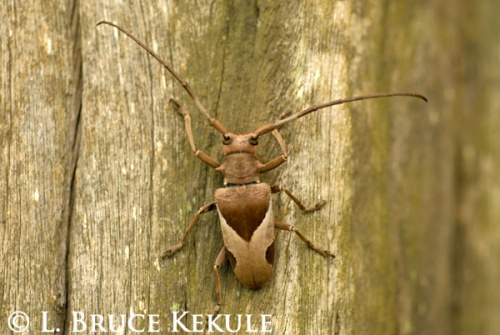 longhorn-beetle