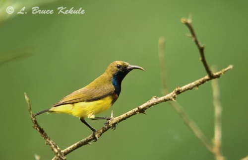 Olive-backed sunbird male in Sai Yok