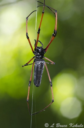 Orb spider in Huai Kha Khaeng
