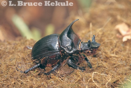 Rhinoceros beetle in Salak Phra
