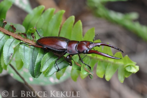 Stag beetle in Doi Inthanon