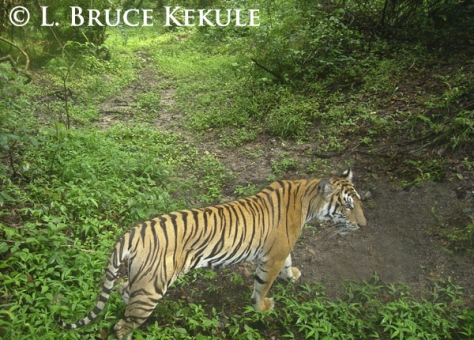 Indochinese tiger camera-trapped in Huai Kha Khaeng