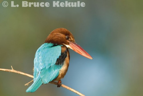 White-throated kingfisher by the Mae Ping River