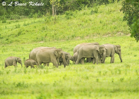 Elephants in Kui Buri NP