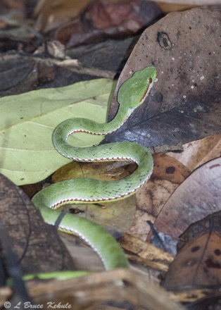 Yellow-bellied pit viper in Kaeng Krachan NP