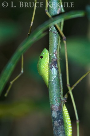 Yellow-bellied pit viper in Kaeng Krachan
