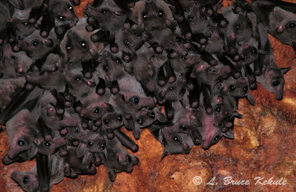 Bats in a cave in Sai Yok
