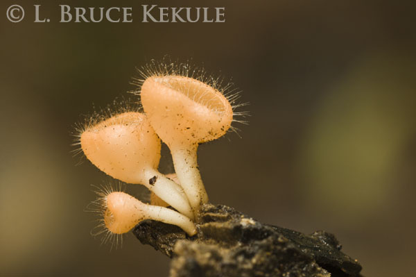Fungi in Kaeng Krachan