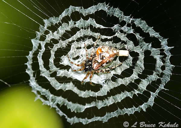 Decoy spider in Chiang Mai