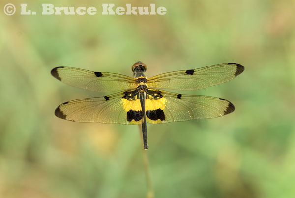 Dragonfly in Suphan Buri