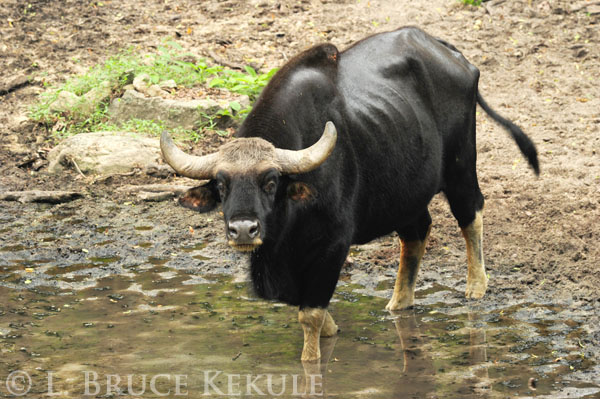 Gaur bull in Huai Kha Khaeng