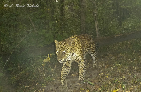 Leopard camera trapped in Sai Yok