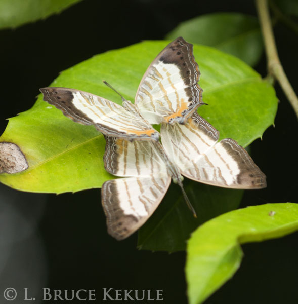 Butterflies mating in Kaeng Krachan