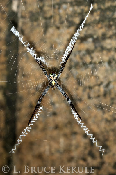 Orb web spider in Huai Kha Khaeng